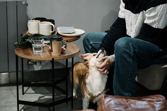 A happy dog being petted by its owner at a cozy café