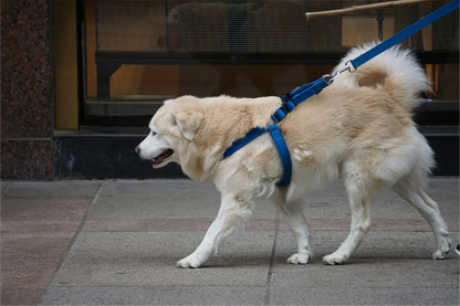No-Pull Dog Harness & Leash Set — Adjustable & Escape-Proof