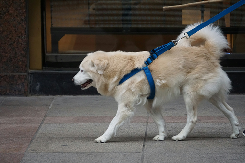 No-Pull Dog Harness & Leash Set — Adjustable & Escape-Proof